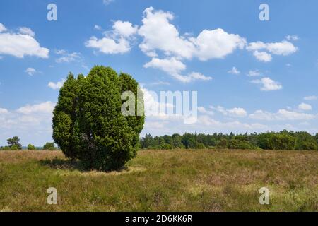 Wacholderbaum (Juniperus communis) und Heide im Naturpark Lüneburger Heide, Deutschland. Stockfoto