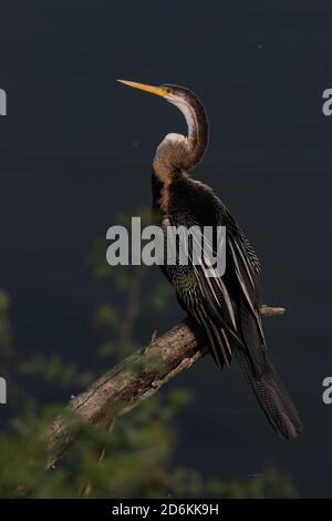 Orientalischer Darter auch als indischer Darter auf einem Baum sitzend Zweig in Bharatpur Vogelschutzgebiet auch bekannt keoloadev Nationalpark In Rajasthan Indien Stockfoto