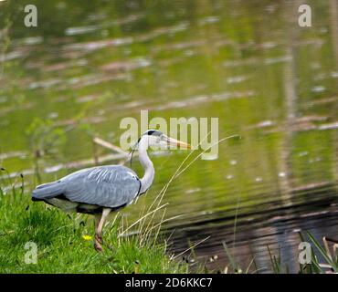 Graureiher auf der Wasserseite Stockfoto