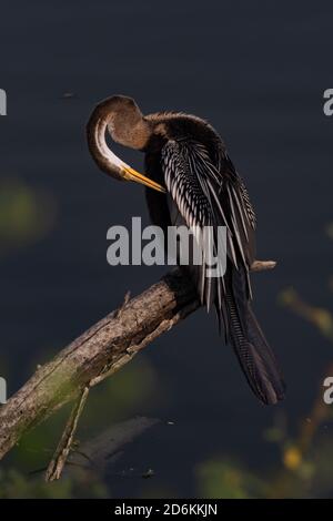 Orientalischer Darter auch als indischer Darter auf einem Baum sitzend Ast und berührt seine Federn mit seinem Schnabel bei Bharatpur Vogelschutzgebiet in Indien Stockfoto