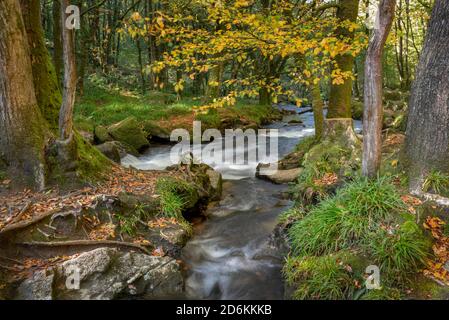 Draynes Holz ist eine alte Eiche Wald, durch die die Der Fluss Fowey fließt durch bewaldete Waldlichtungen und steile, zerklüftete Seiten Schluchten und über eine Reihe von Stockfoto