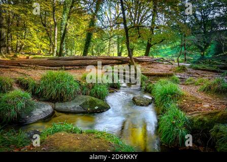 Draynes Holz ist eine alte Eiche Wald, durch die die Der Fluss Fowey fließt durch bewaldete Waldlichtungen und steile, zerklüftete Seiten Schluchten und über eine Reihe von Stockfoto