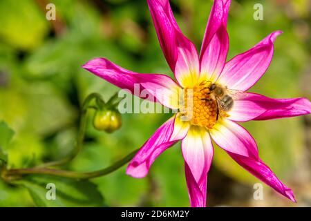 Eine Biene bestäubt eine Honka Roze Dahlia Stockfoto