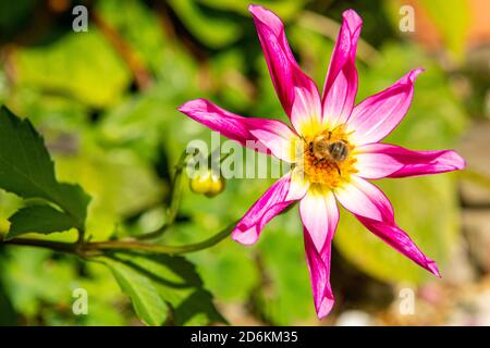 Eine Biene bestäubt eine Honka Roze Dahlia Stockfoto