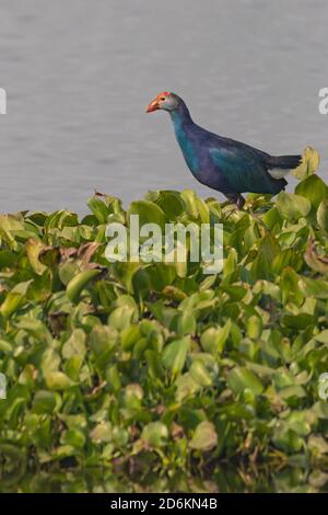 Eine grauhaarige Sumpfhenne, auch bekannt als Porphyrio poliocephalus Stehend mit sumpfigem Hintergrund Stockfoto