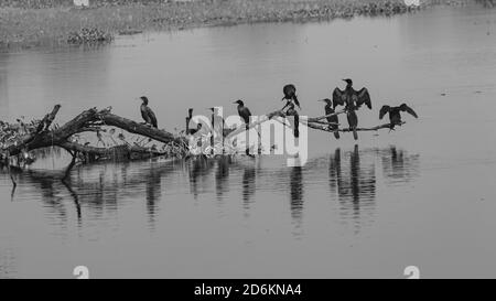 Eine Gruppe orientalischer Darter-Vögel, auch Indischer Darter genannt Siting in einem Baum Zweig über Wasser bei Bharatpur Vogel Zufluchtsort Stockfoto