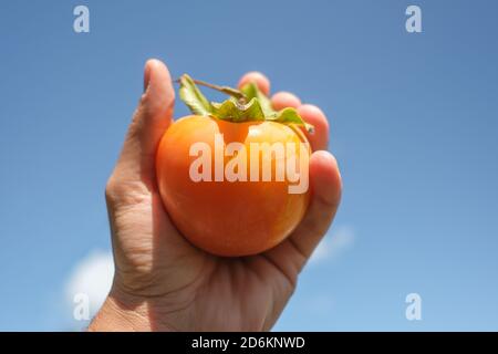 Farmer Hand halten eine leckere orange Parsimmon Frucht über hell Blauer Himmel Hintergrund Stockfoto