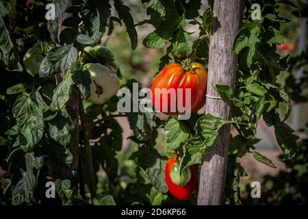 Unperfekte Tomaten auf dem Busch natürliche Bio-Gemüse Stockfoto