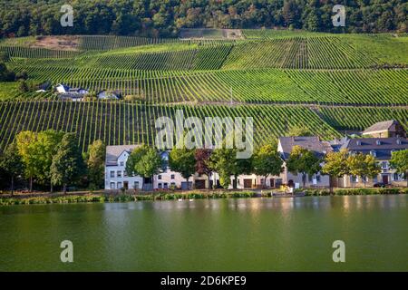 Leben an der Mosel und Weinbergen in Piesport Deutschland Natur Reisen Stockfoto