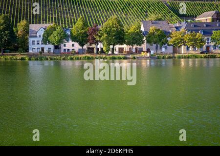 Leben an der Mosel und Weinbergen in Piesport Deutschland Natur Reisen Stockfoto