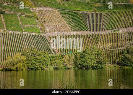 Moselfluss und Weinlandschaft während der Weinlese in Piesport Deutschland Stockfoto