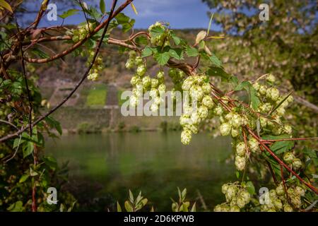 Früchte des Wildhopfens an der Mosel Naturlandschaft Deutschland Stockfoto