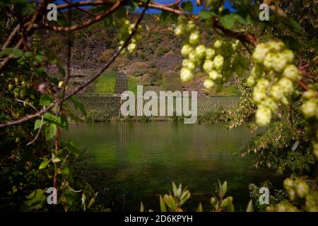 Früchte des Wildhopfens an der Mosel Naturlandschaft Deutschland Stockfoto