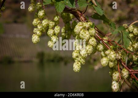 Früchte des Wildhopfens an der Mosel Naturlandschaft Deutschland Stockfoto