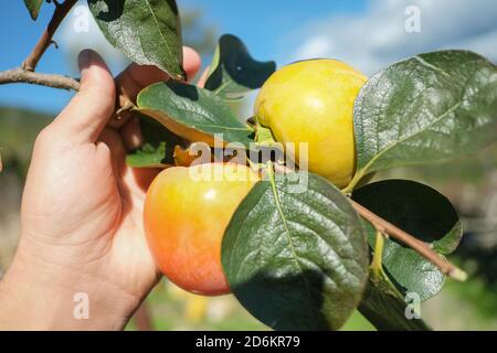 Bauer Mann Hand Ernte Parsimmon Früchte aus dem Baum, Kaki Herbst Landwirtschaftliche Erzeugnisse Stockfoto