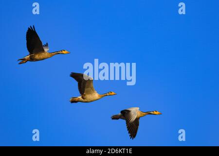 Drei Bar Kopf Gans fliegen in einer Symmetrie mit blauen Himmel im Hintergrund bei Jawai, Rajasthan in Indien Stockfoto