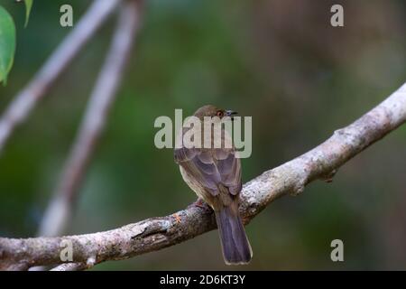 Rotäugigen Bulbul (Pycnonotus Brunneus) Stockfoto