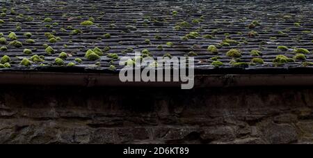 Altes Schieferdach bedeckt mit Moos und Algen Stockfoto