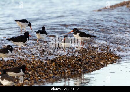 Austernfischer Austernfischer Haematopus ostralegus Küstenwatvogel schwarz und weiß Gefieder lang stout roten Schnabel und lange rosa Beine auf Strand Stockfoto