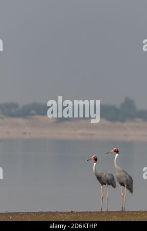 Paar schöne Sarus Kraniche stehen hoch zusammen mit Wasser Im Hintergrund an den Feuchtgebieten von Jawai in Rajasthan In Indien am 24. November 2018 Stockfoto