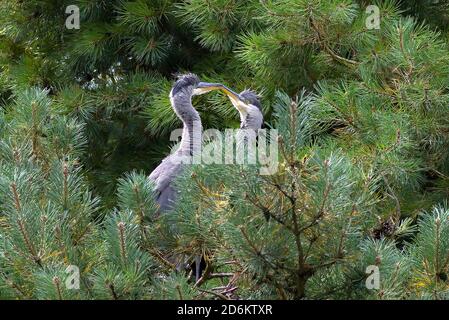 Zwei Reiher hoch oben in einem Baum Nahaufnahme küssen Stockfoto