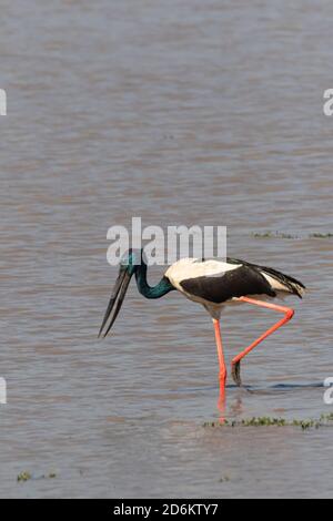 Ein selektives Fokusbild eines Schwarzhalsstorchfindens Essen mit seinem langen Schnabel in Seitenwasser in der Feuchtgebiete von Assam Indien am 6. Dezember 2016 Stockfoto