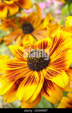 Rudbeckia hirta 'Rustikaler Zwerg'. Koneblümchen in einem spätsommerlichen Gartenrand. VEREINIGTES KÖNIGREICH Stockfoto