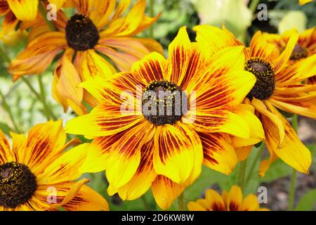 Rudbeckia hirta 'Rustikaler Zwerg'. Koneblümchen in einem spätsommerlichen Gartenrand. VEREINIGTES KÖNIGREICH Stockfoto