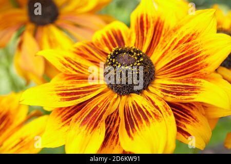 Rudbeckia hirta 'Rustikaler Zwerg'. Koneblümchen in einem spätsommerlichen Gartenrand. VEREINIGTES KÖNIGREICH Stockfoto