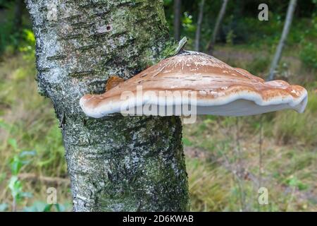 Birkenschichtpilz (Piptoporus betulinus) auf einem Baum in Appelbergen, Niederlande Stockfoto