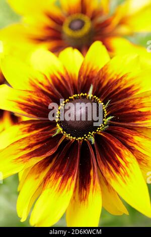 Rudbeckia hirta 'Rustikaler Zwerg'. Koneblümchen in einem spätsommerlichen Gartenrand. VEREINIGTES KÖNIGREICH Stockfoto