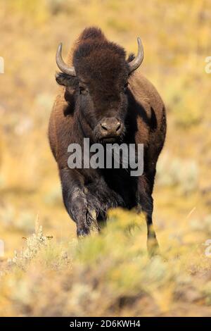 American Bison im Yellowstone National Park, Wyoming Stockfoto