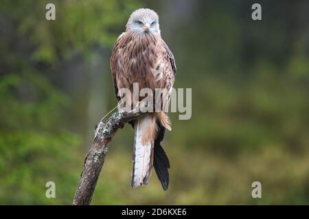 Vogel, Vogel, Greifvogel, Greifvogel, Greifvogel, Milvus milvus, Roter Milan, Roter Kite, Predator, Hunter, Fauna Stockfoto