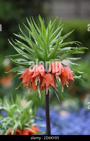 Vertikale Aufnahme von kaiserlichen Haselhuhn Blumen mit Wassertropfen Stockfoto