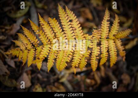 Gelbe Farnblätter im Wald. Stockfoto