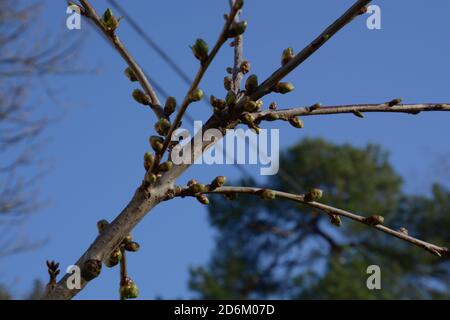 Große Knospen auf Ästen eines alten Apfelbaums hinein Frühlingsblauer Himmel Hintergrund Stockfoto