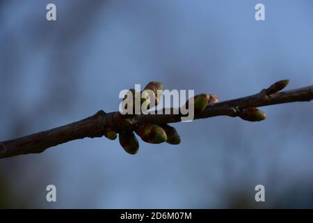 Nahaufnahme von jungen Knospen am Ast des Apfelbaums Im märz Stockfoto