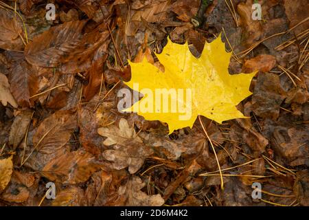 Feuchtes gelbes Ahornblatt auf einem Hintergrund von braunen Blättern Stockfoto