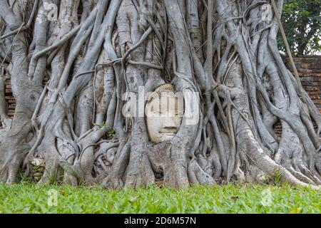 Wunder der Natur, der Kopf des Sandstein Buddha Bild in Baumwurzeln im Wat Mahathat Ayutthaya Thailand Stockfoto