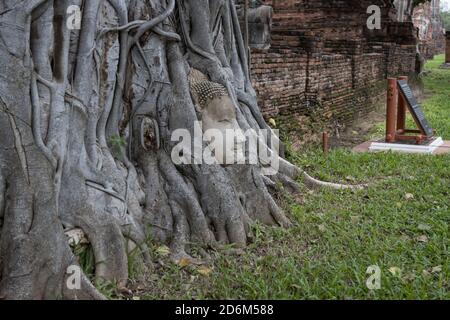 Wunder der Natur, der Kopf des Sandstein Buddha Bild in Baumwurzeln im Wat Mahathat Ayutthaya Thailand Stockfoto