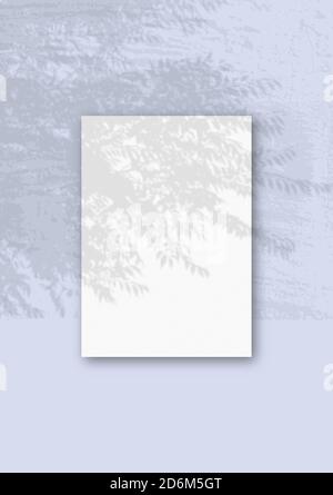 Natürliches Licht wirft Schatten von Weidenzweig auf EINER vertikalen A4 Blatt weißes strukturiertes Papier Stockfoto