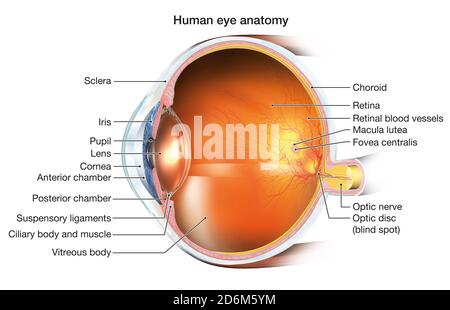 Medizinisch-3D-Darstellung des menschlichen Auges mit Intraokularlinse (IOL), Netzhaut, Pupille, Iris, Vorderkammer, Hinterkammer, Ziliarkörper, Auge b Stockfoto