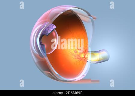 Medizinisch-3D-Darstellung des menschlichen Auges mit Netzhaut, Pupille, Iris, Vorderkammer, Hinterkammer, Ziliarkörper, Augenball, Blutgefäßen, macu Stockfoto