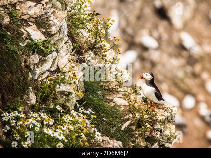 puffin das Meer wartet Ray Boswell Stockfoto