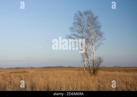 Einsamer Baum ohne Blätter, trockenes Gras auf der Wiese und am Himmel Stockfoto