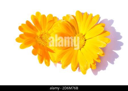 Ringelblume isoliert auf weißem Hintergrund Stockfoto