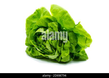 der Kopfsalat isoliert auf weißem Hintergrund Stockfoto
