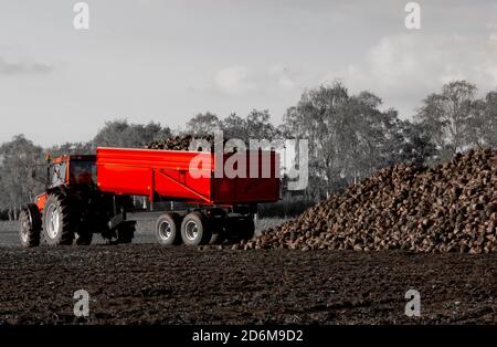 Roter Traktor mit Tieflader-Anhänger während der Herbst Bio-Kartoffel und Zuckerrüben Ernte. Horizontale Komposition, Vollformat, Kopierbereich. Stockfoto