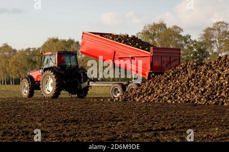 Roter Traktor mit Tieflader-Anhänger während der Herbst Bio-Kartoffel und Zuckerrüben Ernte. Horizontale Komposition, Vollformat, Kopierbereich. Stockfoto