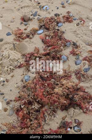 Rote Algen und Kieselsteine auf Sand, norfolk, england, großbritannien Stockfoto